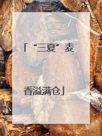 “三夏”麦香溢满仓