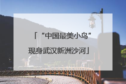 “中国最美小鸟”现身武汉新洲沙河