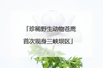 珍稀野生动物苍鹰首次现身三峡坝区