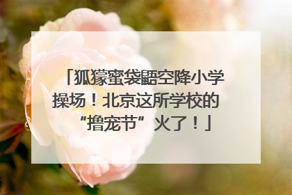 狐獴蜜袋鼯空降小学操场！北京这所学校的“撸宠节”火了！