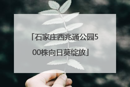 石家庄西兆通公园500株向日葵绽放