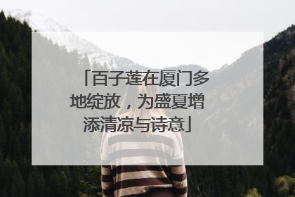 百子莲在厦门多地绽放，为盛夏增添清凉与诗意