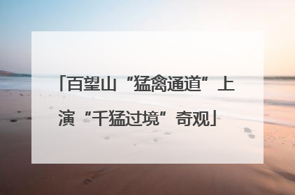 百望山“猛禽通道”上演“千猛过境”奇观