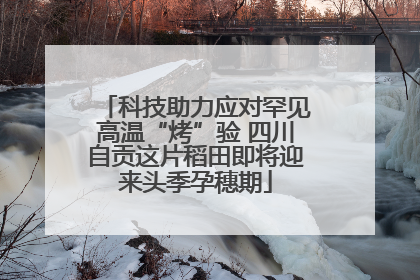 科技助力应对罕见高温“烤”验 四川自贡这片稻田即将迎来头季孕穗期