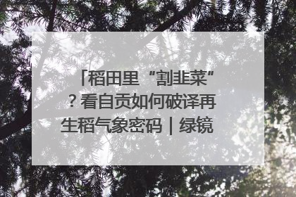 稻田里“割韭菜”？看自贡如何破译再生稻气象密码｜绿镜头·发现中国