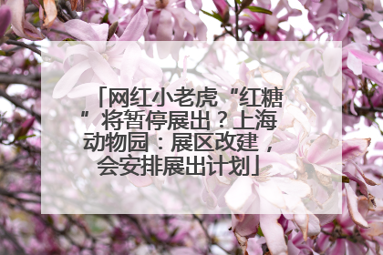 网红小老虎“红糖”将暂停展出？上海动物园：展区改建，会安排展出计划