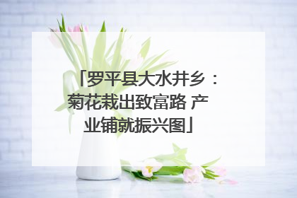 罗平县大水井乡：菊花栽出致富路 产业铺就振兴图