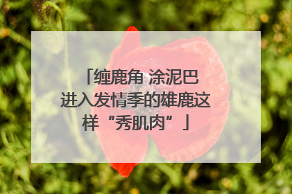 缠鹿角 涂泥巴 进入发情季的雄鹿这样“秀肌肉”