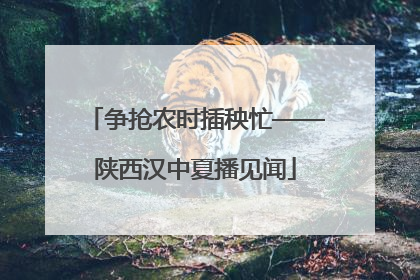 争抢农时插秧忙——陕西汉中夏播见闻