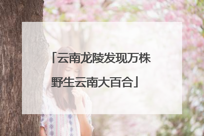 云南龙陵发现万株野生云南大百合