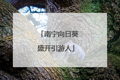 南宁向日葵盛开引游人