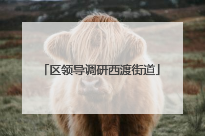 区领导调研西渡街道