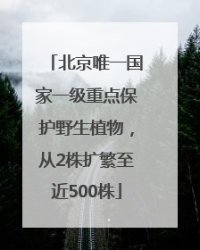 北京唯一国家一级重点保护野生植物，从2株扩繁至近500株
