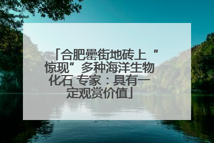 合肥罍街地砖上“惊现”多种海洋生物化石 专家：具有一定观赏价值