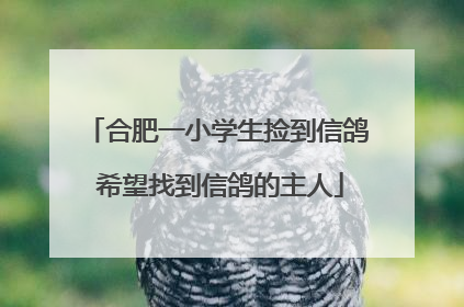 合肥一小学生捡到信鸽 希望找到信鸽的主人