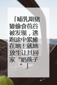 哺乳期猪獾偷食苞谷被发现，逃跑途中累瘫在地！就地放生让其回家“奶孩子”
