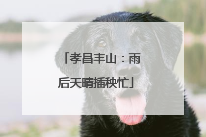孝昌丰山：雨后天晴插秧忙