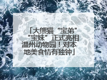 大熊猫“宝弟”“宝妹”正式亮相温州动物园！对本地美食情有独钟