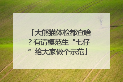 大熊猫体检都查啥？有请模范生“七仔”给大家做个示范