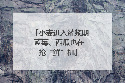 小麦进入灌浆期 蓝莓、西瓜也在抢“鲜”机