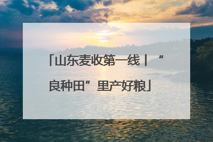 山东麦收第一线丨“良种田”里产好粮