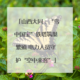 山西大同：“鸟中国宝”铁塔筑巢繁殖 电力人员守护“空中来客”