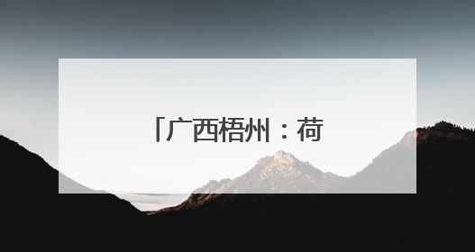 广西梧州：荷花绽放迎盛夏