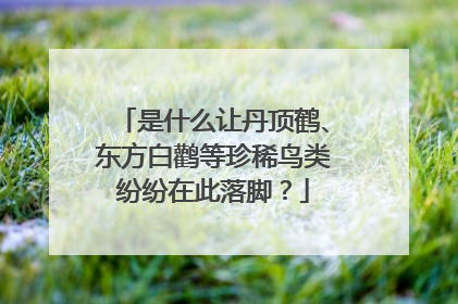 是什么让丹顶鹤、东方白鹳等珍稀鸟类纷纷在此落脚？