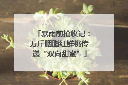 暴雨前抢收记：万斤胭脂红鲜桃传递“双向甜蜜”
