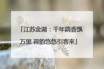 江苏金湖：千年藕香飘万里 荷韵悠悠引客来