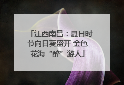 江西南昌：夏日时节向日葵盛开 金色花海“醉”游人