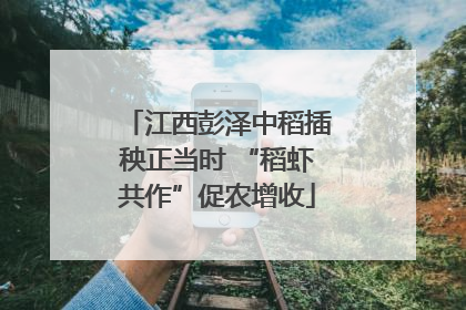 江西彭泽中稻插秧正当时 “稻虾共作”促农增收