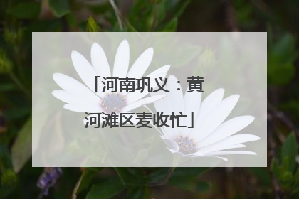 河南巩义：黄河滩区麦收忙