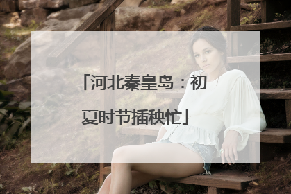河北秦皇岛：初夏时节插秧忙