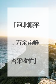 河北顺平：万余亩鲜杏采收忙