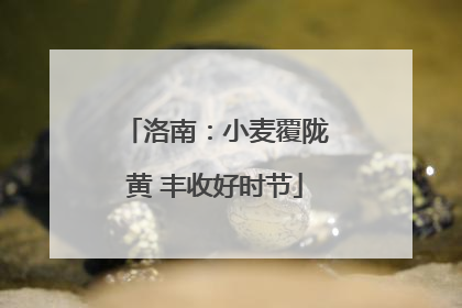 洛南：小麦覆陇黄 丰收好时节