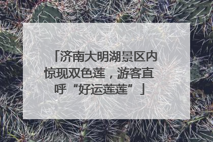 济南大明湖景区内惊现双色莲，游客直呼“好运莲莲”