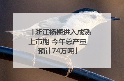 浙江杨梅进入成熟上市期 今年总产量预计74万吨