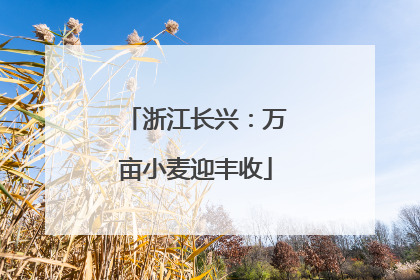 浙江长兴：万亩小麦迎丰收