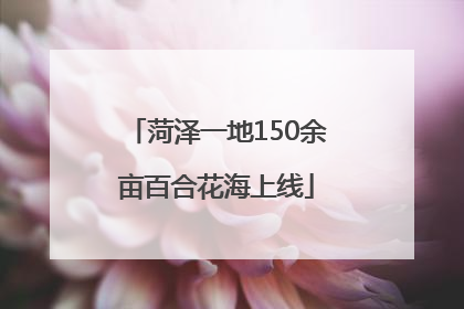 菏泽一地150余亩百合花海上线