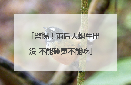 警惕！雨后大蜗牛出没 不能碰更不能吃