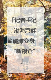 记者手记：渤海湾畔盐碱滩变身“新粮仓”