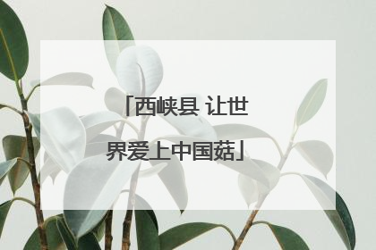 西峡县 让世界爱上中国菇