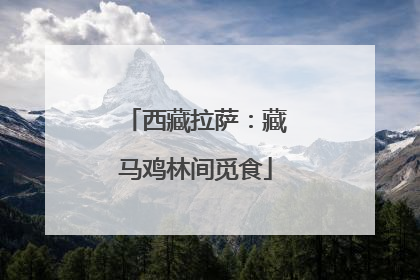 西藏拉萨：藏马鸡林间觅食