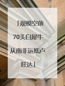 规模空前 70头白犀牛从南非运抵卢旺达