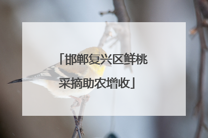 邯郸复兴区鲜桃采摘助农增收