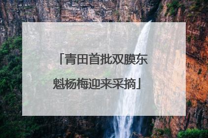 青田首批双膜东魁杨梅迎来采摘