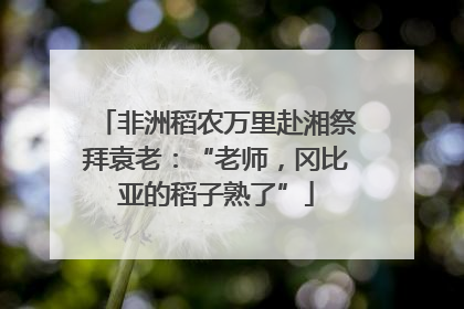 非洲稻农万里赴湘祭拜袁老：“老师，冈比亚的稻子熟了”
