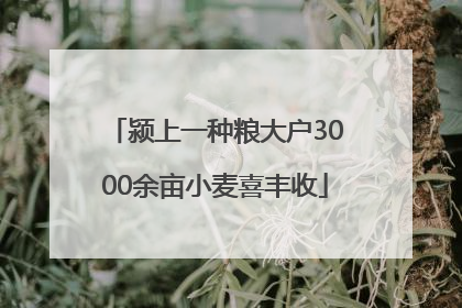 颍上一种粮大户3000余亩小麦喜丰收