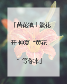 黄花镇上繁花开 仲夏“黄花”等你来
